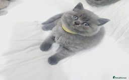 British Shorthair cats for sale: British shorthair - Image 2