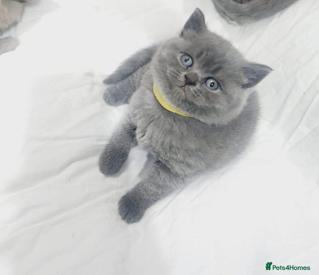 British Shorthair cats for sale: British shorthair - Image 2
