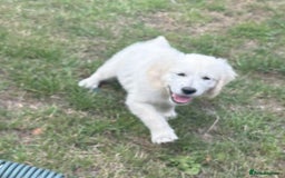 Golden Retriever dogs for sale: KC Registered  boy from 5 Star Breeder  - Image 11
