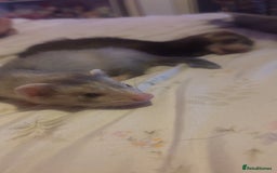 Ferret rodents for sale: 2 hobs - Image 4