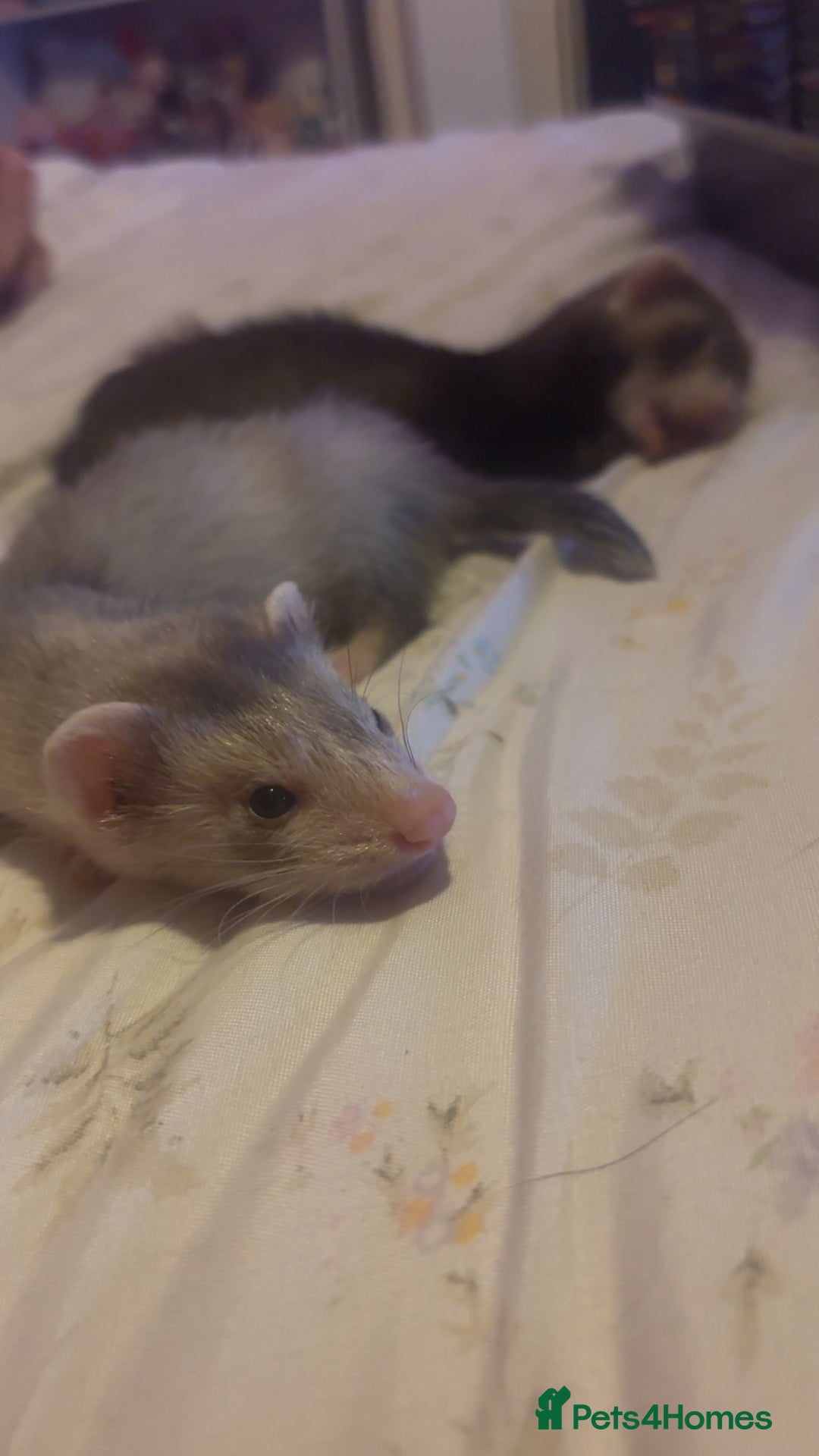 Ferret rodents for sale: 2 hobs - Image 4