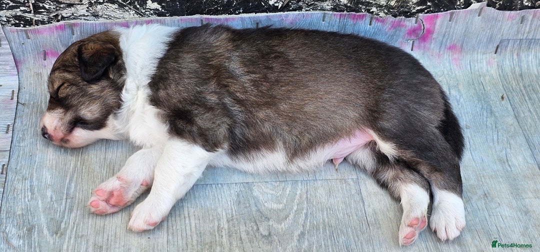 Sprollie dogs for sale: Puppies from Border Collie  - Image 13