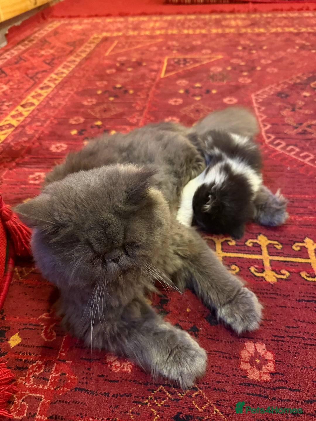 Persian cats for sale: Adorable kitten persian x tuexdo  - Advert 6