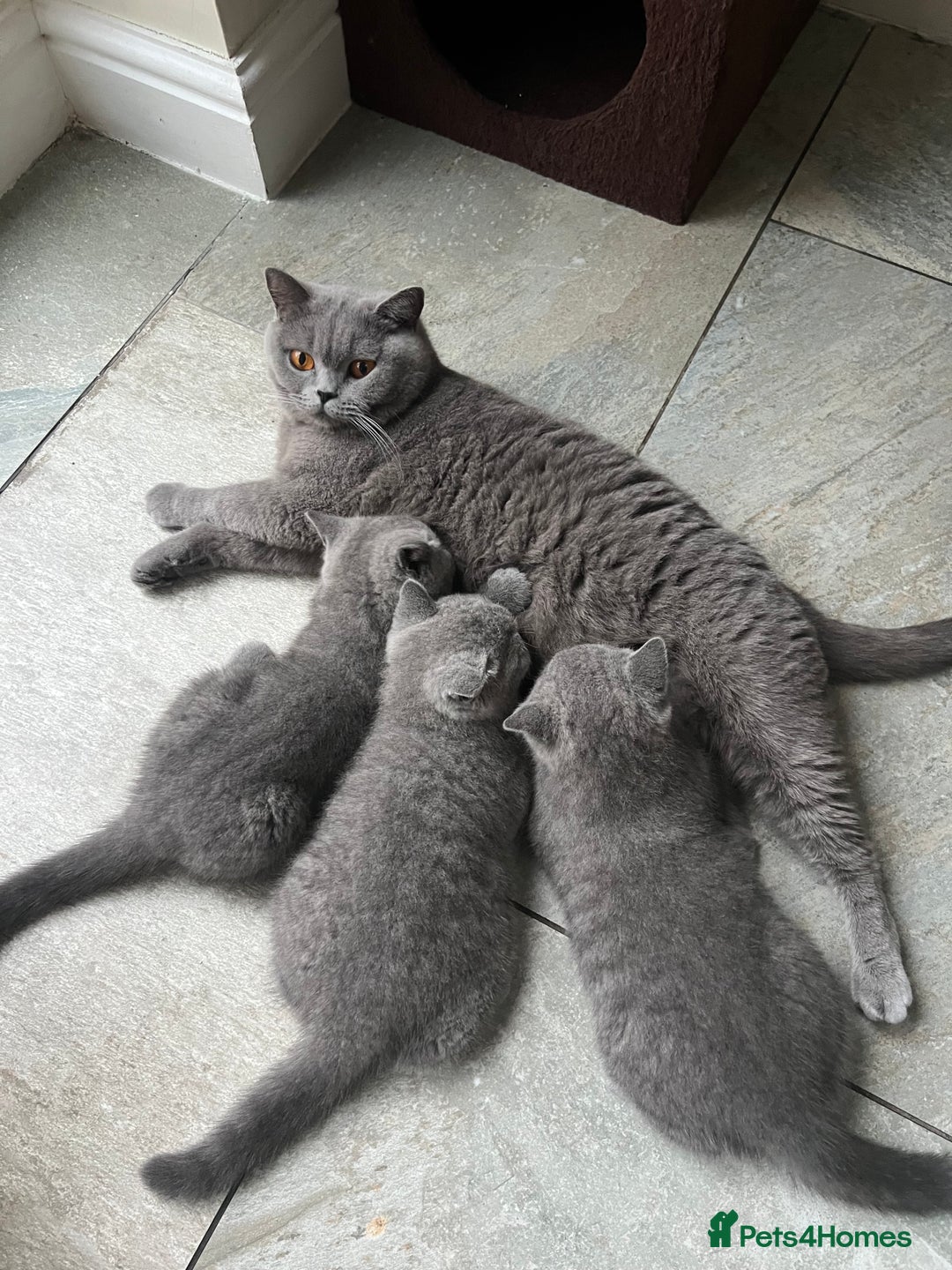 British Shorthair cats for sale: Chunky British Shorthair Kittens  - Image 10