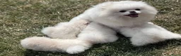 Pomeranian dogs for sale: Adorable 9-Week-Old Pomeranian Puppy Girl - Advert 7