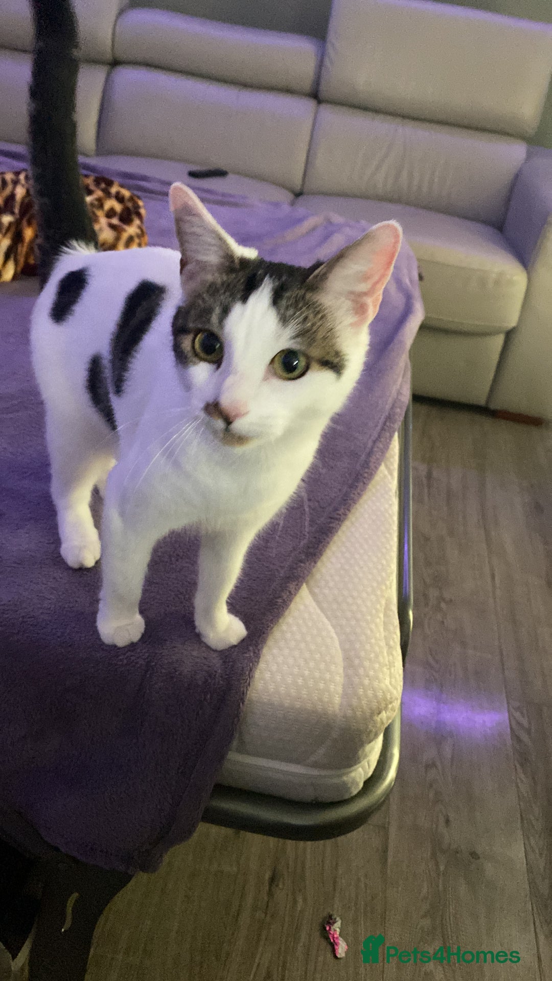 Mixed Breed cats for sale: Beautiful cat half breed (female) - Advert 2