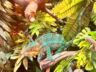 Chameleon reptiles Ambilobe Panther Chameleons Babies - Advert 9