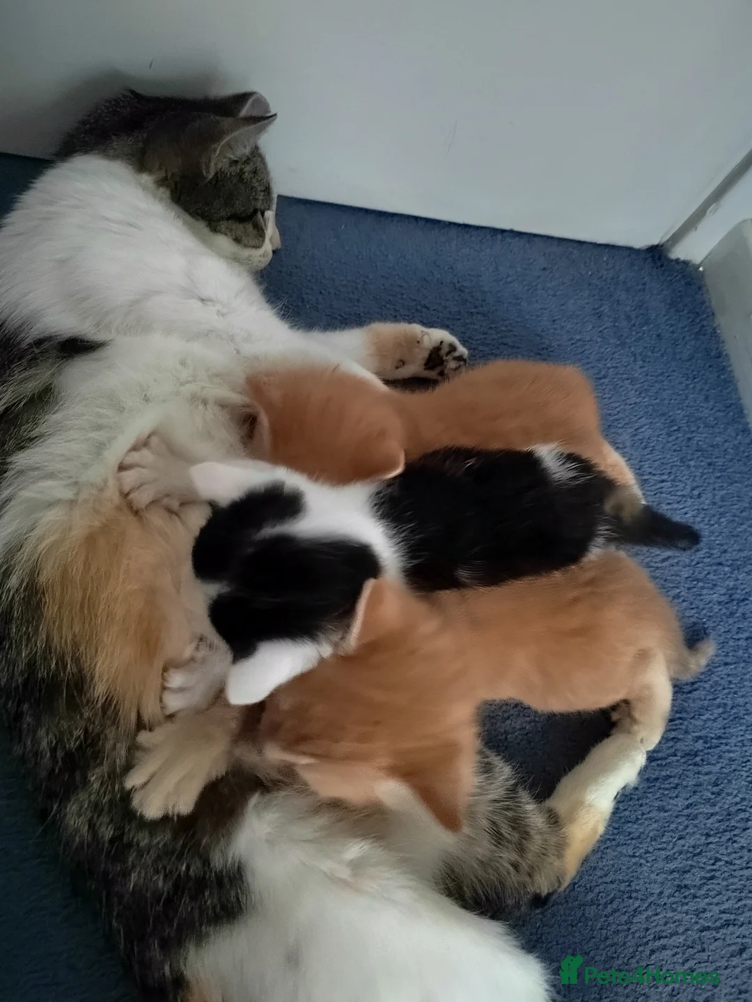 Mixed Breed cats for sale: 3 lovely boys looking for a great family - Advert 11