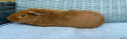 Guinea Pig rodents for sale: Sows mixed ages & breeds - Advert 10