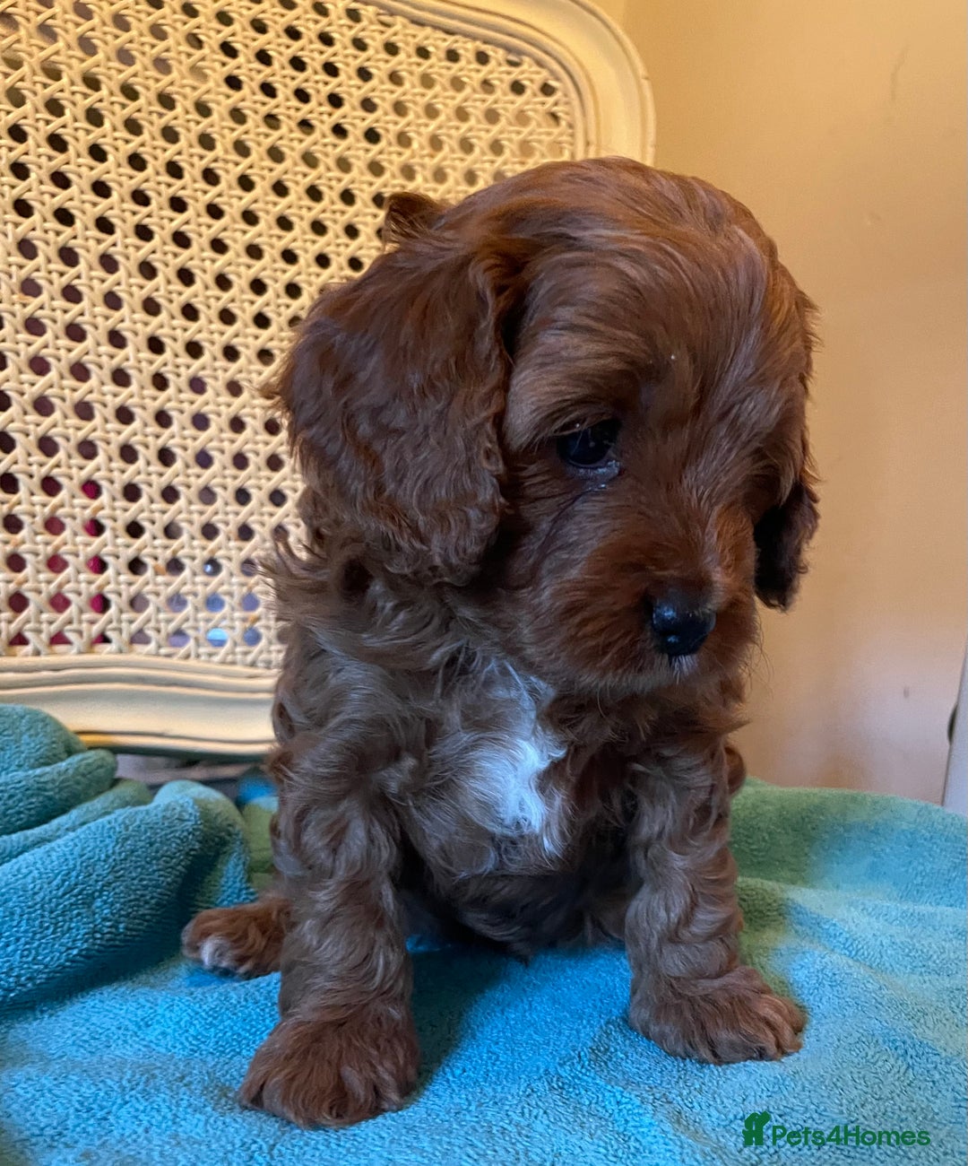 Cavapoo dogs for sale: F1b Cavapoooo  - Advert 3