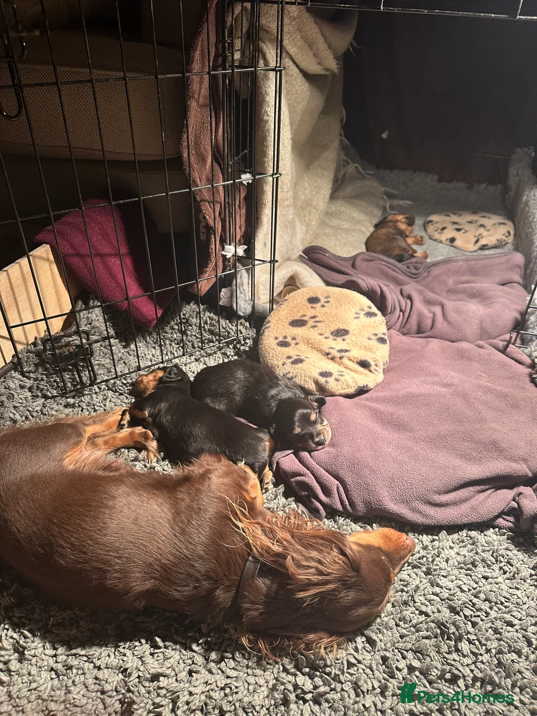 Miniature Dachshund dogs for sale: KC reg Long haired miniature dachshund puppies - Advert 8