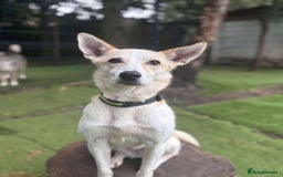 Mixed Breed dogs for adoption: Egyptian girl Cleo is looking for her forever home - Image 1
