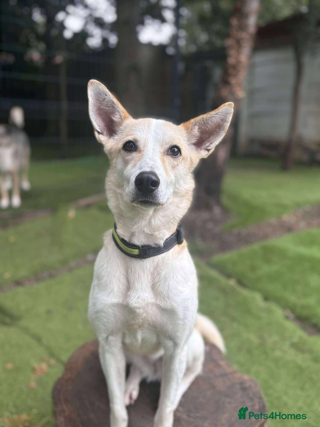 Mixed Breed dogs for adoption: Egyptian girl Cleo is looking for her forever home - Image 1