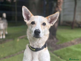 Mixed Breed dogs Egyptian girl Cleo is looking for her forever home - Advert 6