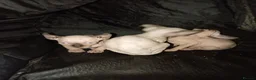 Sphynx cats for sale: Sphinx kittens for sale - Advert 1