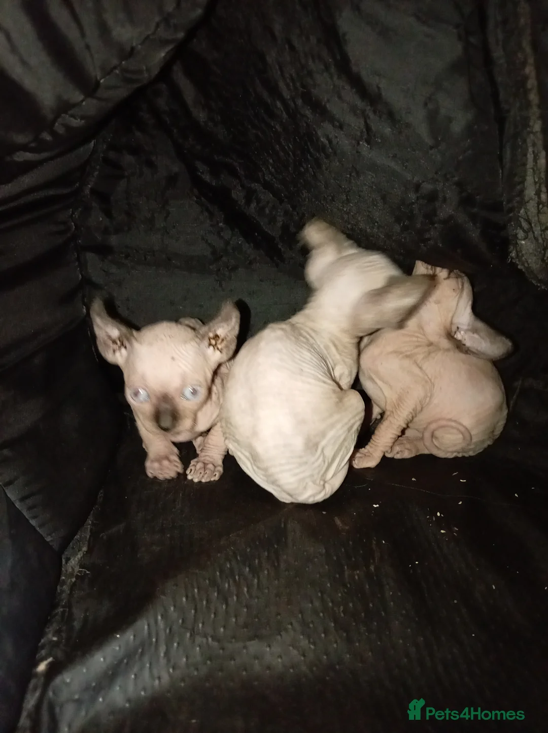 Sphynx cats for sale: Sphinx kittens for sale - Advert 1
