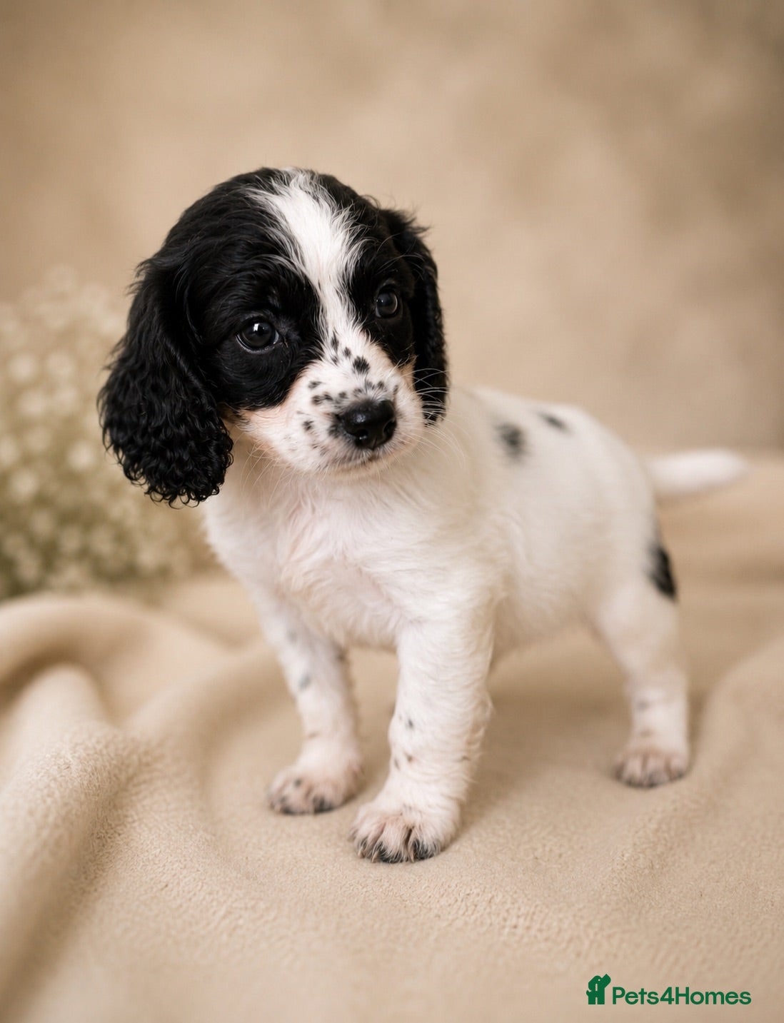 Mixed Breed dogs Cavapoo x Cocker pups Merle, chocolate, tri, tan - Advert 2