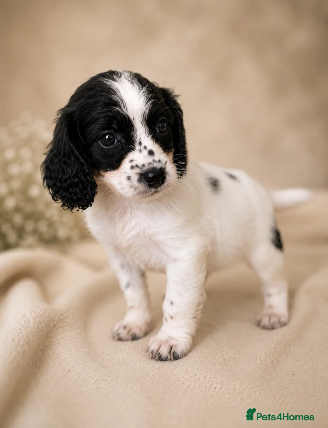 Mixed Breed dogs for sale: Cavapoo x Cocker pups Merle, chocolate, tri, tan - Advert 2