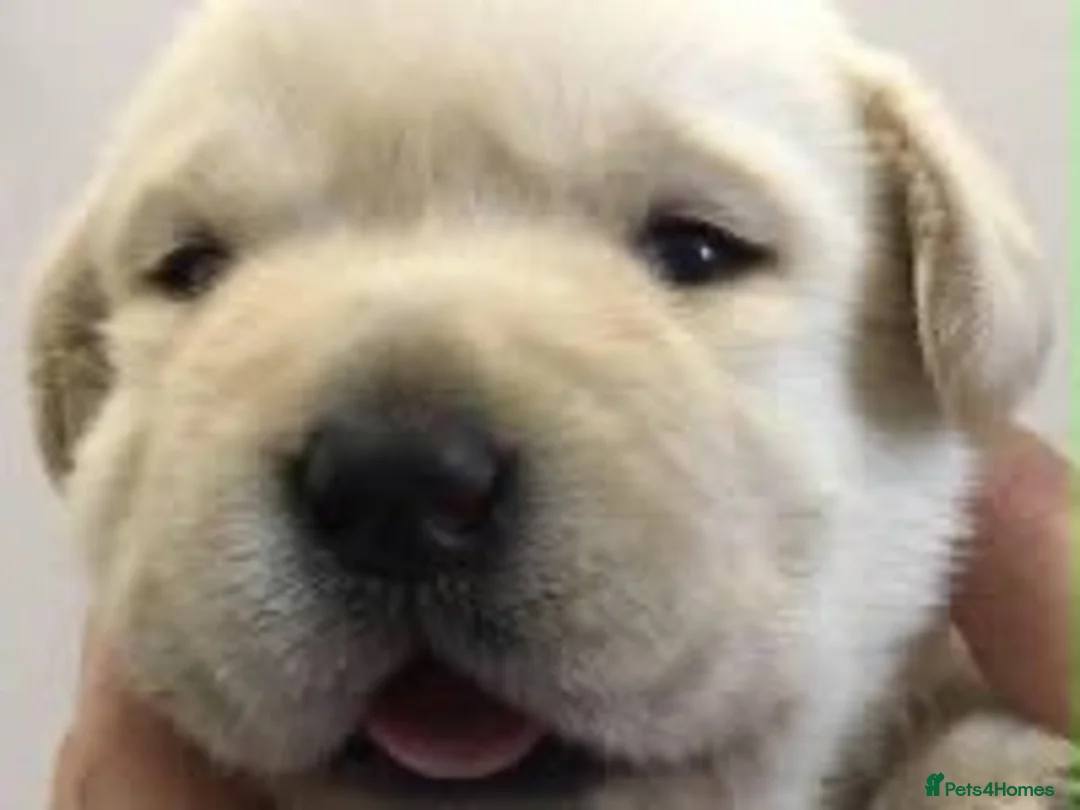 Labrador Retriever dogs for sale: 3 lovey Labrador looking for new home in London - Advert 2