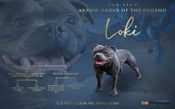 Staffordshire Bull Terrier dogs for sale: Stunning last available puppy Staffordshire - Image 8