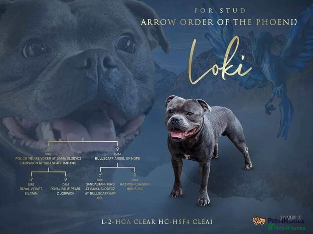 Staffordshire Bull Terrier dogs for sale: Stunning last available puppy Staffordshire - Image 8