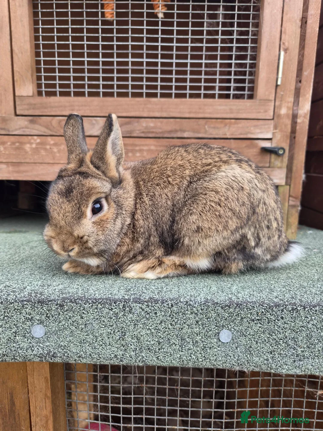 Netherland Dwarf rabbits for sale: Agouti Netherland Dwarf Buck - Advert 2