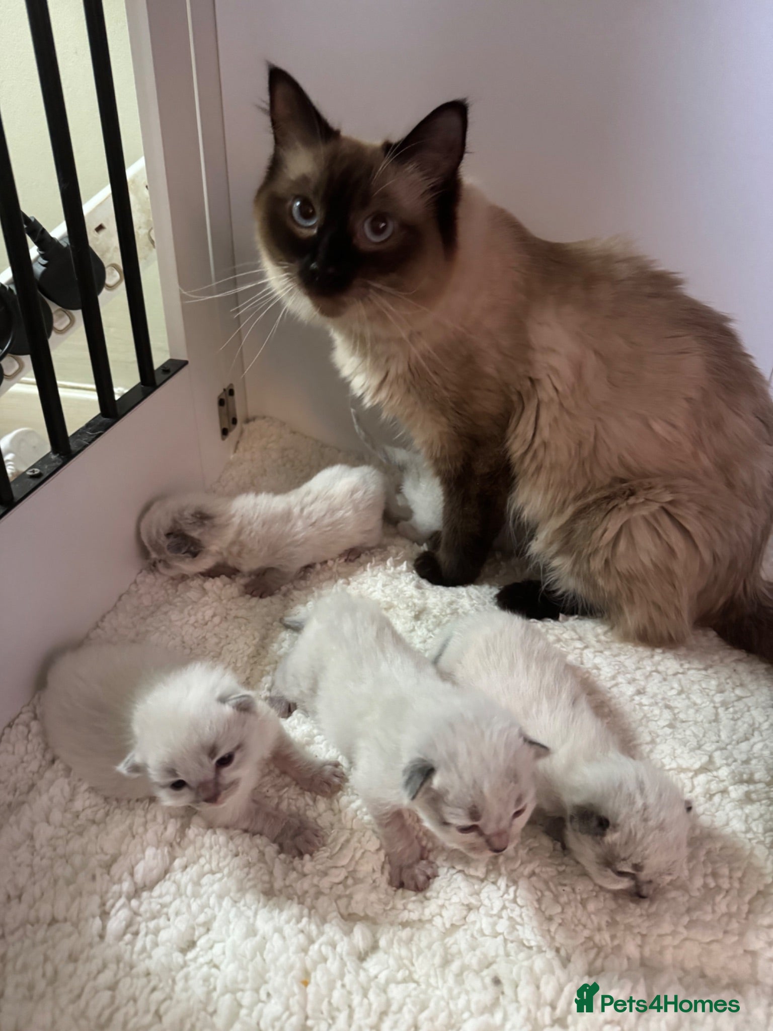 Ragdoll cats Male ragdoll - Advert 1