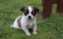 Jack Russell dogs for sale: Beautiful Jack Russell Puppies - Image 5