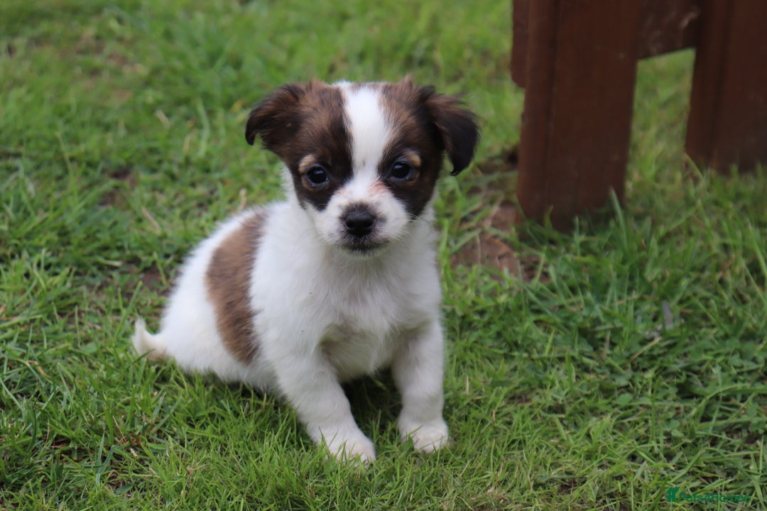 Jack Russell dogs for sale: Beautiful Jack Russell Puppies - Image 5