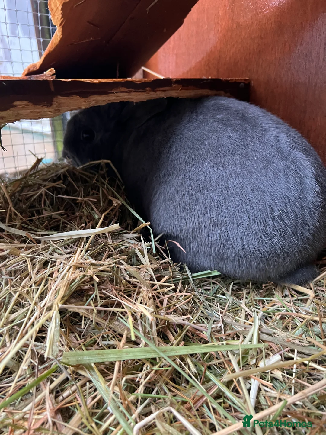 Mini Lop rabbits for sale: *  **  * - Advert 2