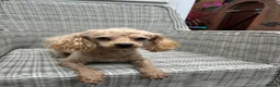 Maltipoo dogs for sale: Maltipoo mum and daughter  - Advert 3