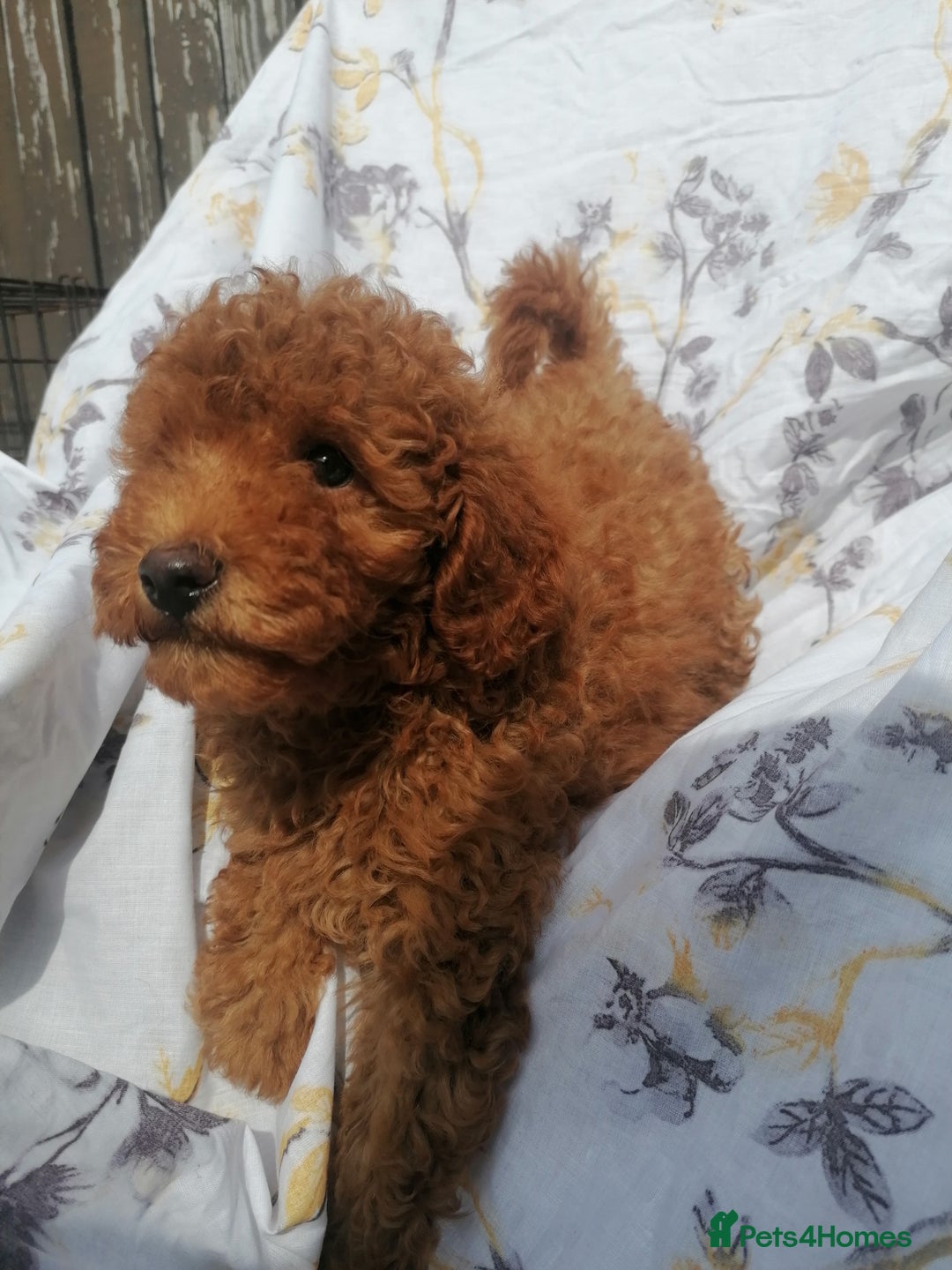 Miniature Poodle dogs for sale: Miniature poodles  - Image 24