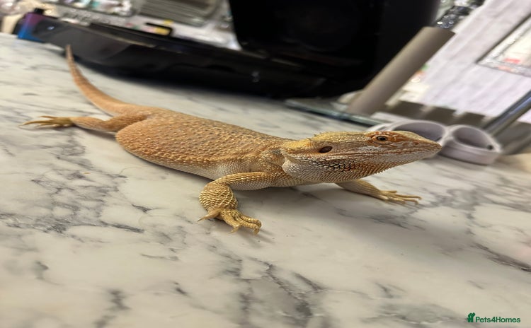 Bearded Dragon reptiles - Advert 1