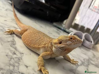 Bearded Dragon reptiles Bearded dragon and set up - Advert 8