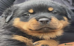 Rottweiler dogs for sale: KC Reg Rottweiler  - Image 1