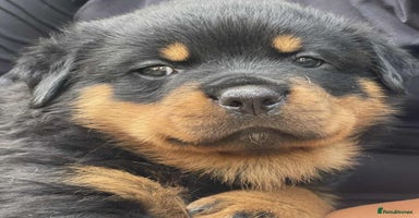 Rottweiler dogs - Advert 14