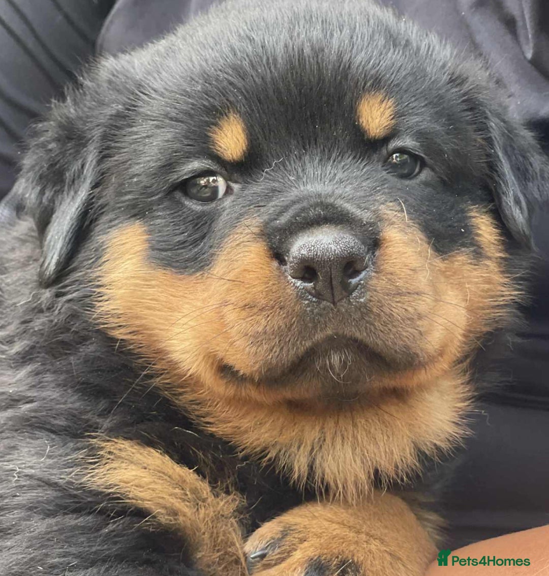 Rottweiler dogs for sale: KC Reg Rottweiler  - Image 1