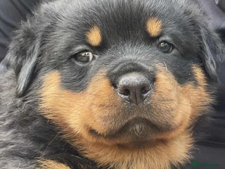 Rottweiler dogs - Advert 8