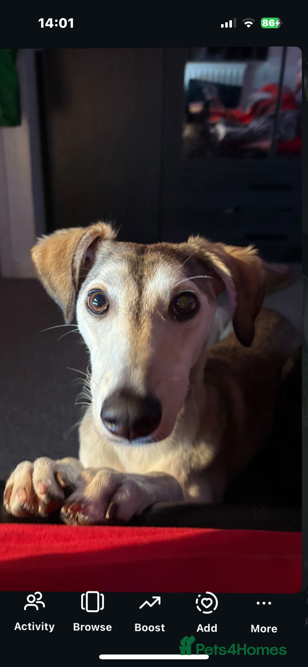 Mixed Breed dogs for sale: nova  - Advert 6