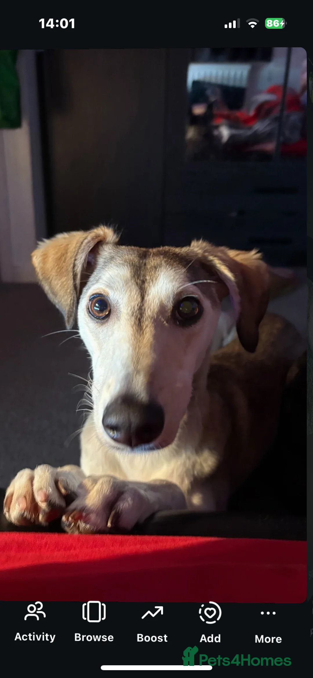 Mixed Breed dogs for sale: nova  - Advert 6