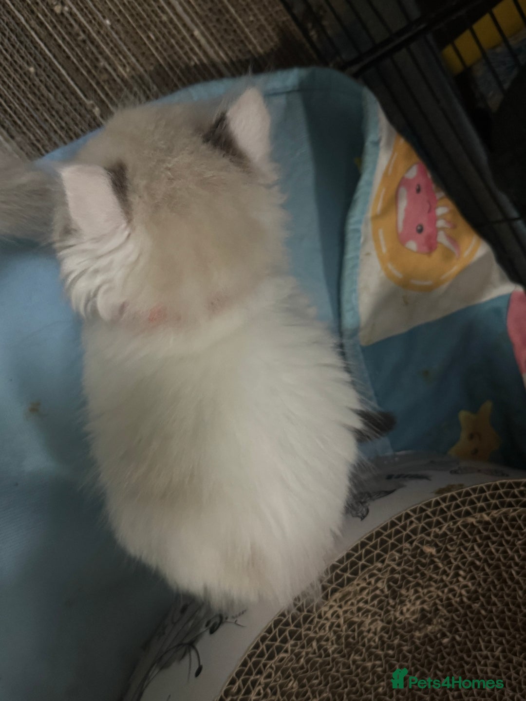 Ragdoll cats for sale: Pure Ragdoll kittens, ready 20th December - Advert 31
