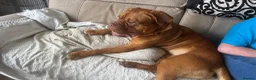 Dogue De Bordeaux dogs for sale: Ivy the loving Dogue de Bordeaux in Saint Austell - Advert 2