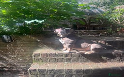 English Bulldog dogs for sale: Roofus - the most amazing boy - Image 1