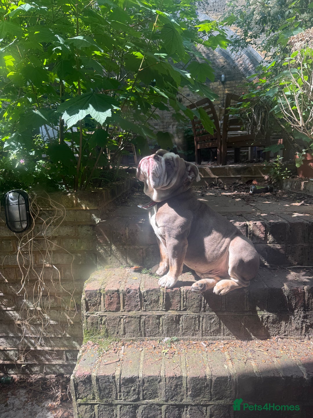 English Bulldog dogs for sale: Roofus - the most amazing boy - Image 1