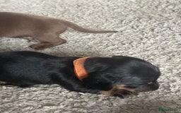Dachshund dogs for sale: Litter of 7 beautiful Daschund puppies  - Image 25
