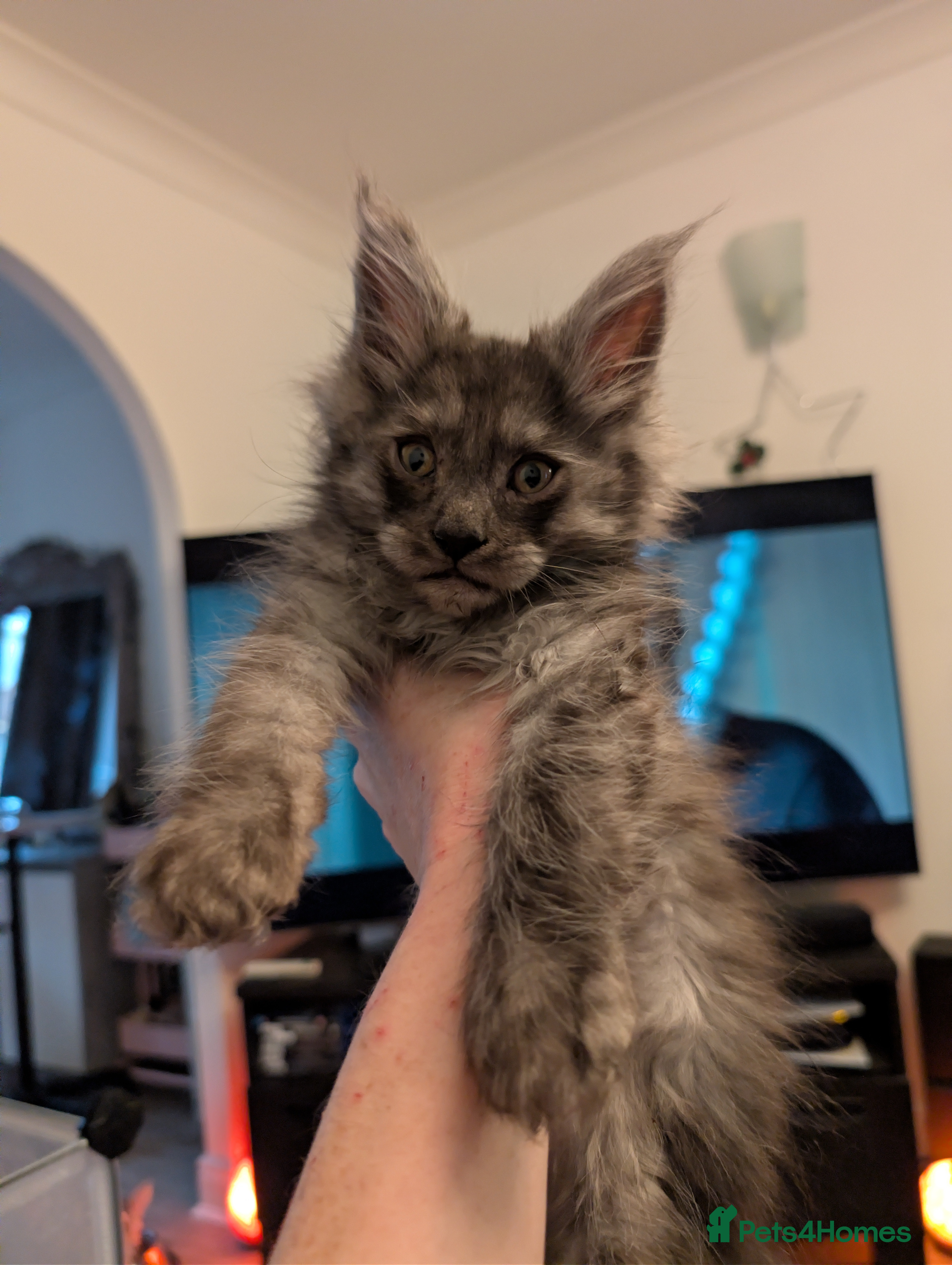 Maine Coon cats Mainecoon kittens  - Advert 8