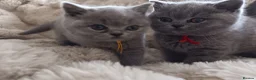British Shorthair cats for sale: Gccf registered blue BSH kittens - Advert 35