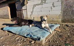 Shar Pei dogs for adoption: LIPA - a Superb, limping Girl, for a Loving Home - Image 4