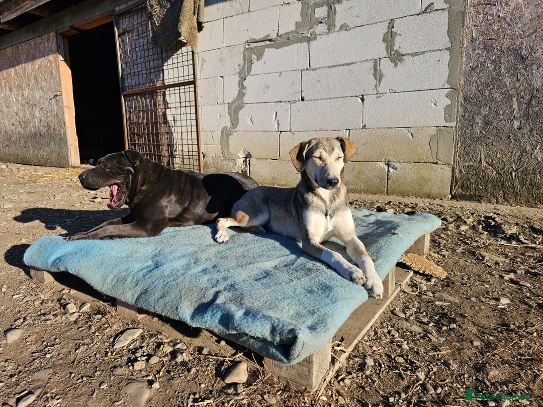 Shar Pei dogs for adoption: LIPA - a Superb, limping Girl, for a Loving Home - Image 4