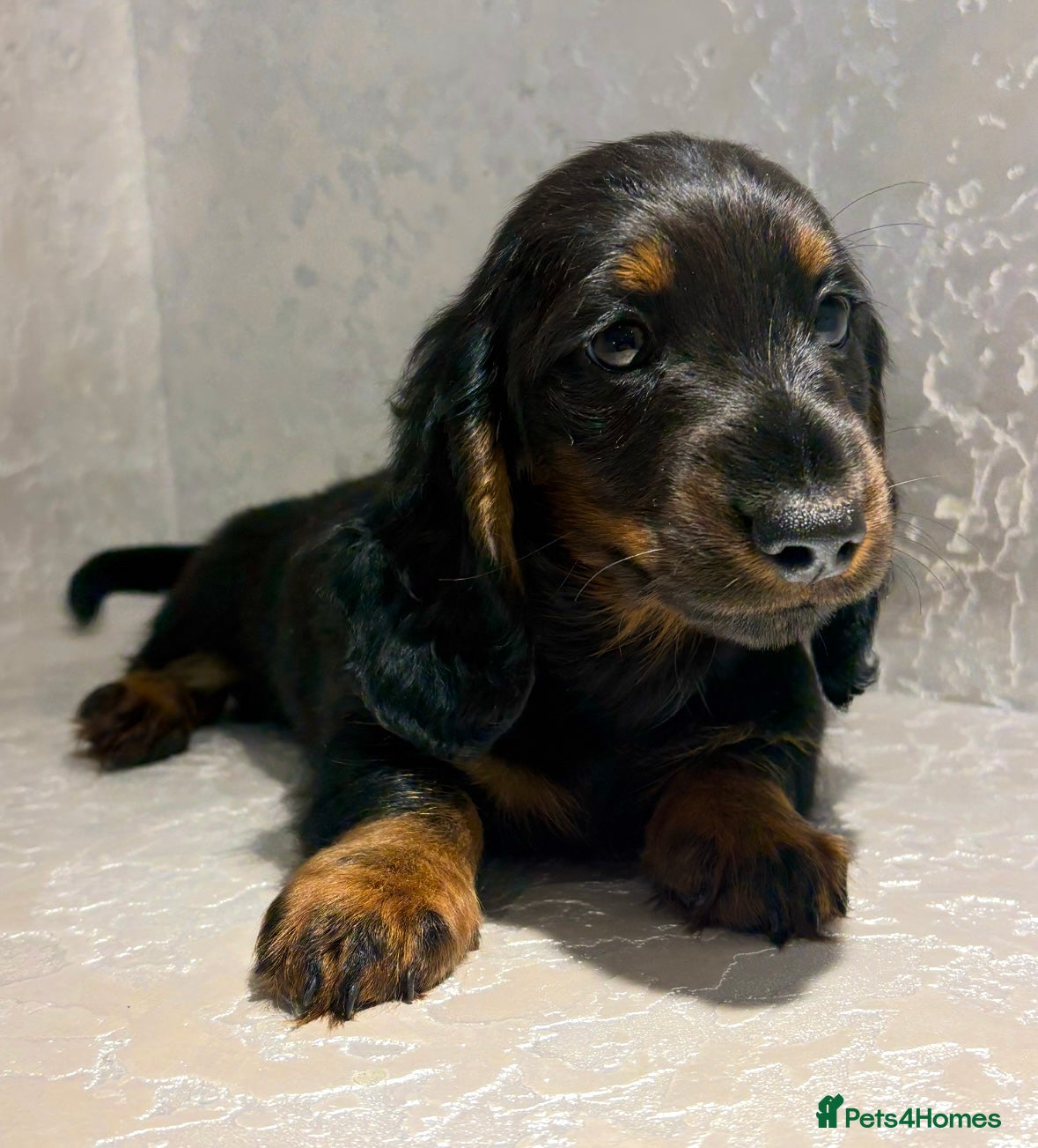 Dachshund dogs Our Beautiful ‘KING GEORGE’ the dachshund  - Advert 4